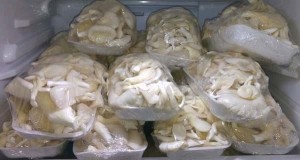 Oyster Mushroom from United Kingdom (UK)