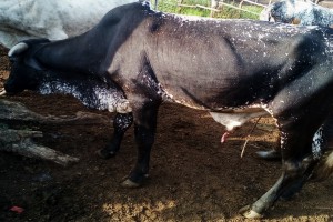 Bull cow from Ghana