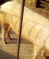 PORK from Ghana