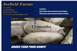 Pigs from Ghana