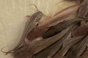 Catfish from Ghana
