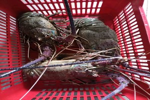 Lobster sping and slipper from Ghana