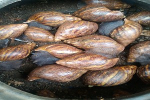 Snail from Ghana