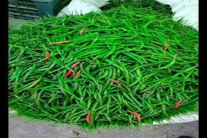 Fresh Long Chilli pepper from Ghana