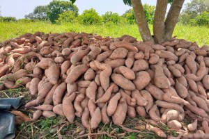 Sweet potato from Ghana
