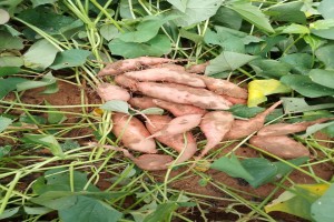 Sweet potato from Ghana