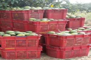 Fruits and Vegetables from Ghana