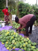 Pawpaw from Ghana