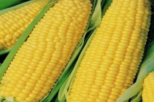 Yenmie Organic Exports from Ghana
