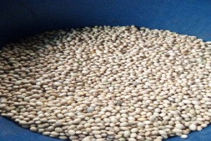 Soybeans from Ghana
