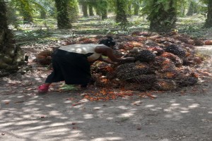 Palm Kernel Fruits from Ghana