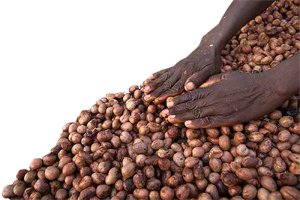 SHEA NUTS from Ghana