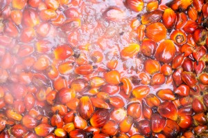 Crude Palm Oil from Ghana