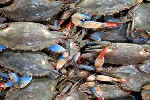 Blue crabs from Guinea