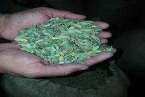 Green Cardamom from Guatemala