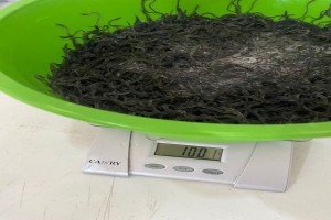 Live American rostrata Baby Eels from Haiti
