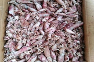 Dreid salted squid telor from Indonesia