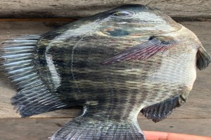 Tilapia from Indonesia from Indonesia