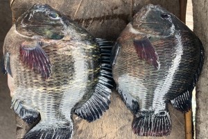 Tilapia from Indonesia