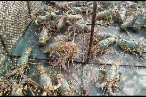 Lobster Frozen and live,Cryfish Frozen,fish ect from Indonesia