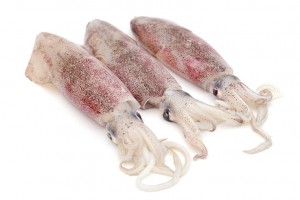 Loligo Squid from Indonesia