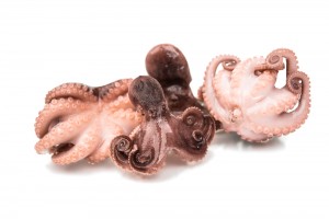 Baby Octopus from Indonesia