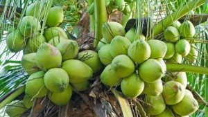 Coconuts from Indonesia