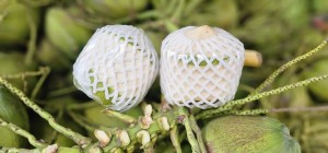 Fresh young coconut from Indonesia