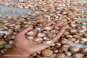 areca from Indonesia