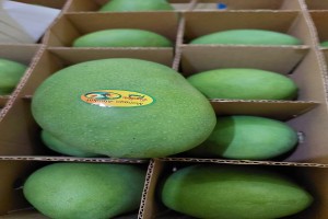 Mangga (Harum Manis) from Indonesia