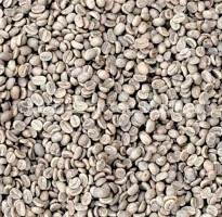 Robusta Green Beans from Indonesia