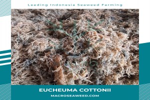 Eucheuma Cottonii / Kappaphycus Alvarezii from Indonesia