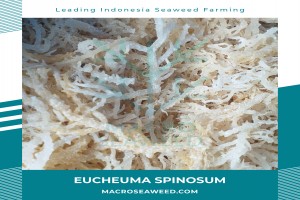 Eucheuma Spinosum / Eucheuma Denticulatum from Indonesia