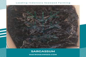 Saragassum Seaweed from Indonesia