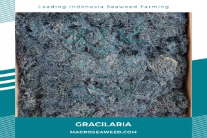 Gracilaria Seaweed from Indonesia