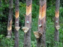 Oleo Pine Resin (OPR) from Indonesia