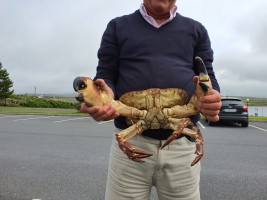 Brown crab from Ireland