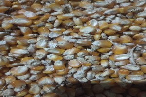 Maize from India