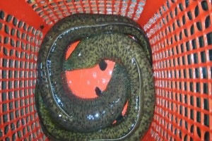 Fresh water Live eel from India
