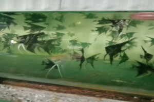 Live ornamental fish from India