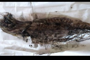 Squid fish from India
