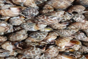 Live sea snail from India