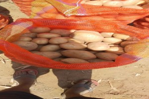 POTATO from India