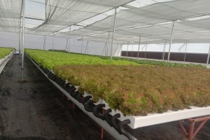 Leafy greens from India