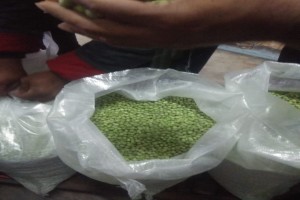 Frozen green peas from India