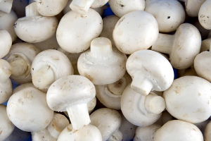 Button Mushroom from India