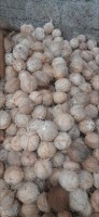 Coconut from India