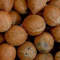 DE HUSKED COOCNUT from India