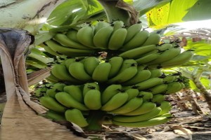 Banana from India