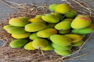 INDIAN ALPHONSO & KESAR MANGO from India
